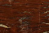 Polished Cretaceous Stromatolite Fossil - Western Australia #180050-1